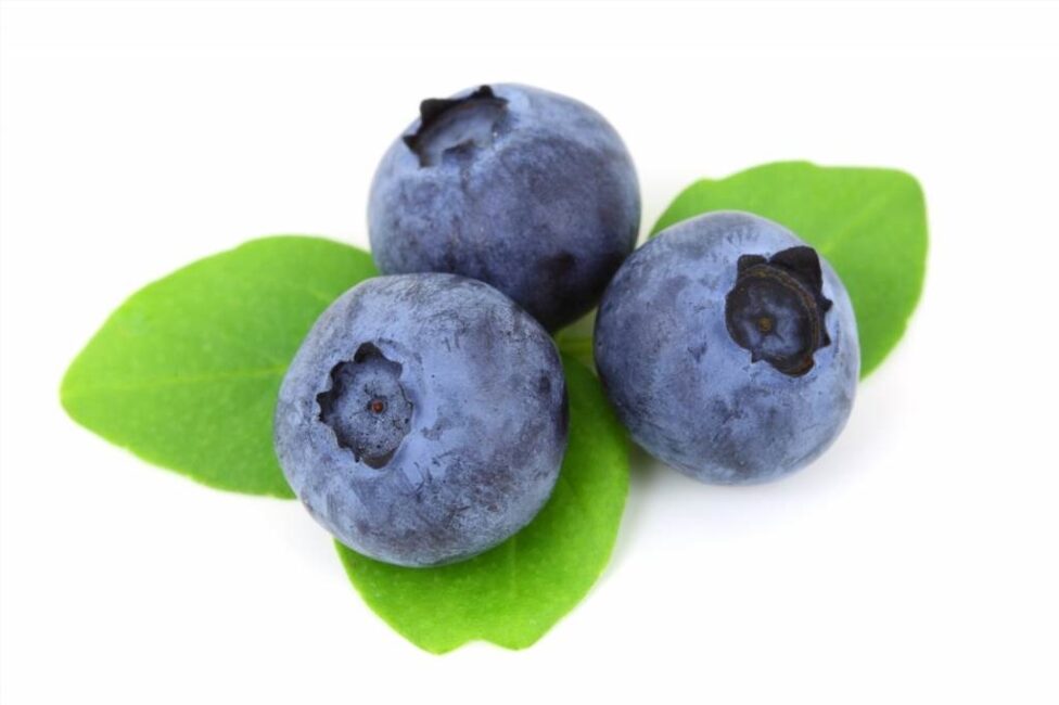 borówka amerykańska czy jagoda kamczacka co lepsze